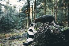 Nicolas CASTANO - CONSCIENCE SAUVAGE | NICOLAS CASTANO